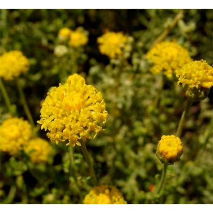 Hydrolat z santoliny BIO