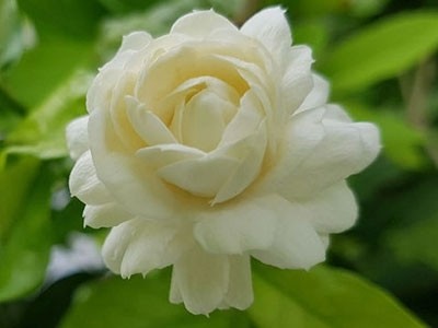 Æterisk jasminolie Sambac / Arabien