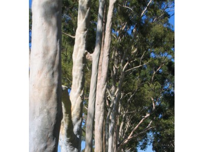 Æterisk olie af Eucalyptus Citriodora